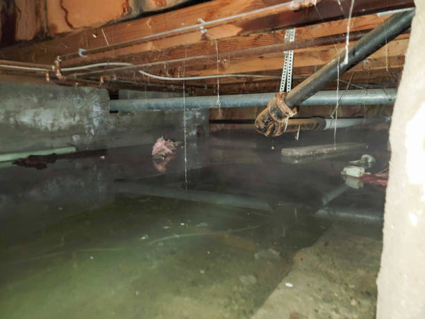 Best Carpet water damage restoration  in Boynton Beach, FL